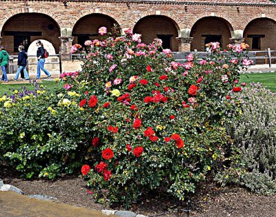 Mission Flowers.jpg