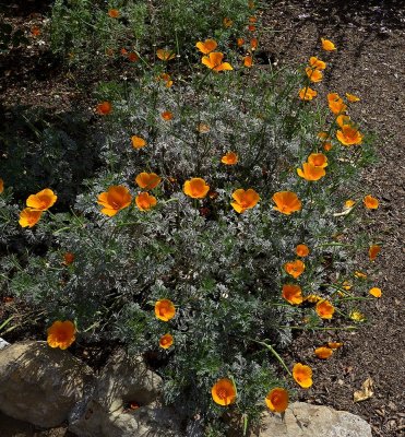 Poppies.jpg