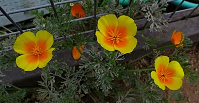 Poppies - 2.jpg