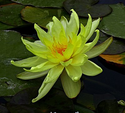 Water Lilly.jpg