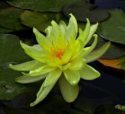 Water Lilly - 2.jpg