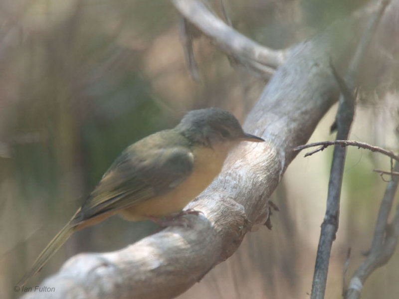 Apperts Tetraka, Zombitse-Vohibasia NP, Madagascar