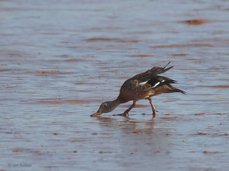 Berniers Teal, Betsiboka Estuary, Madagascar