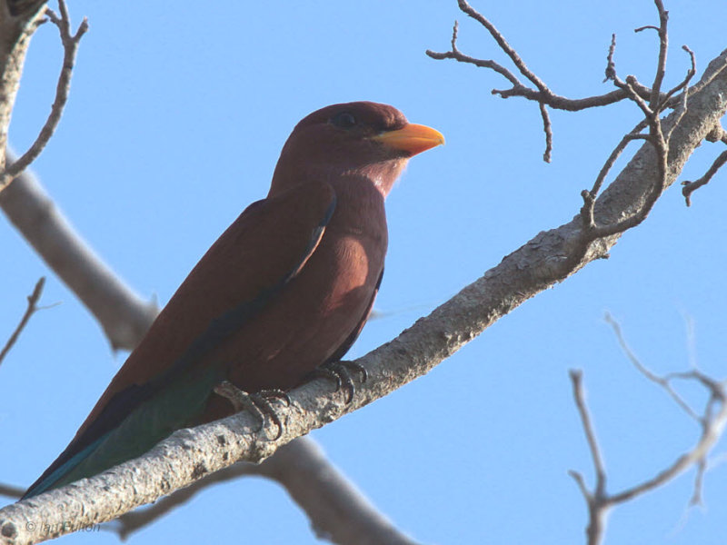 Broad-billed Roller, Tsingy be Bemaraha, Madagascar