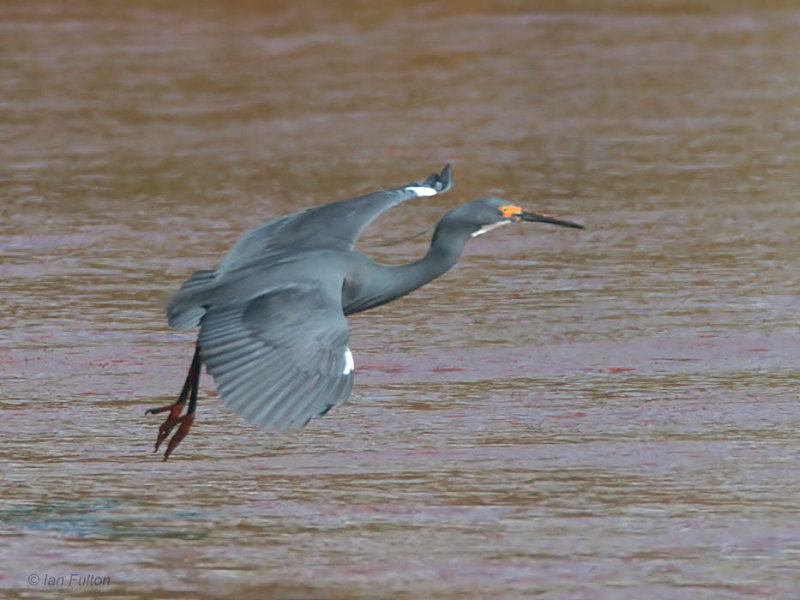 Dimorphic Egret, Betsiboka Estuary, Madagascar