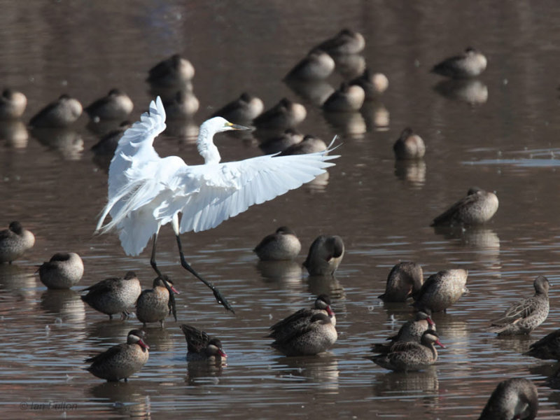 Great White Egret, Antananarivo, Madagascar