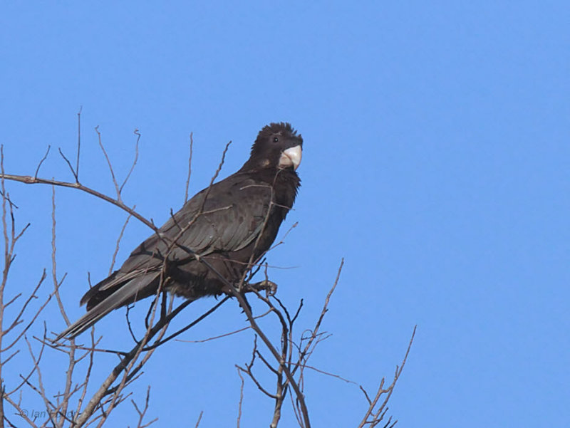 Greater Vasa Parrot, Tsingy de Bemaraha, Madagascar