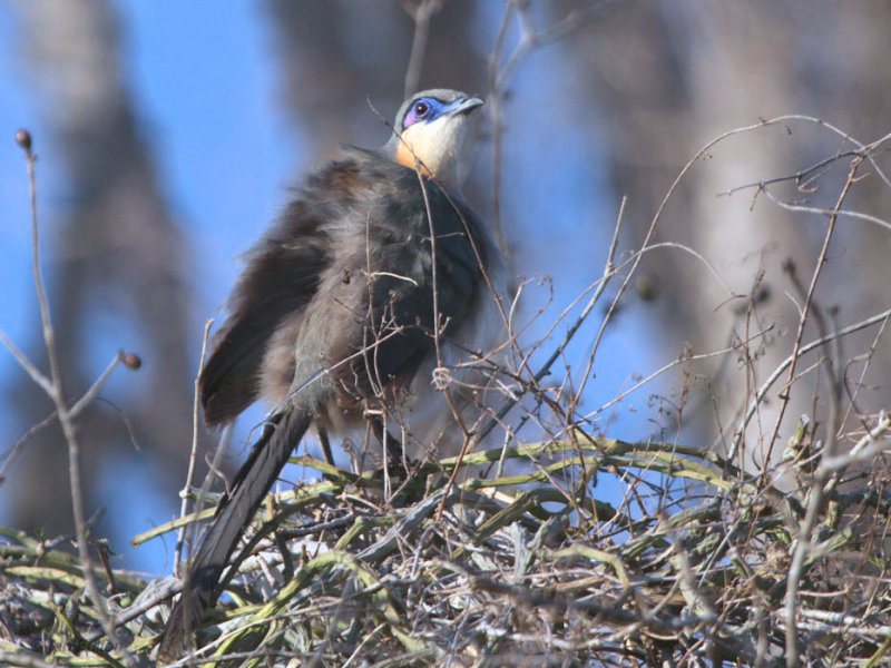 Green-capped Coua, Parc Mosa-Ifaty, Madagascar