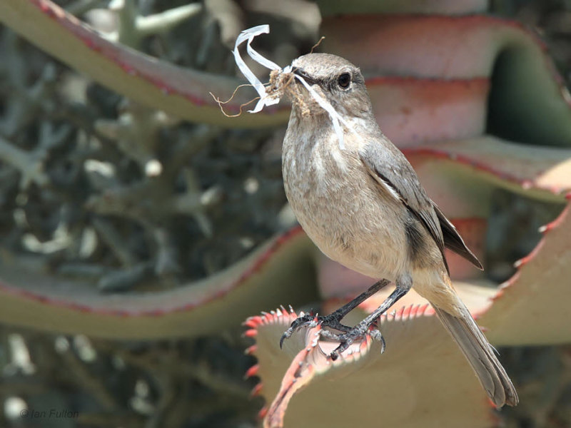 Littoral Rock-Thrush (female), Anakao, Madagascar