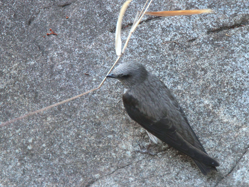 Mascerene Martin, Ranomafana NP, Madagascar