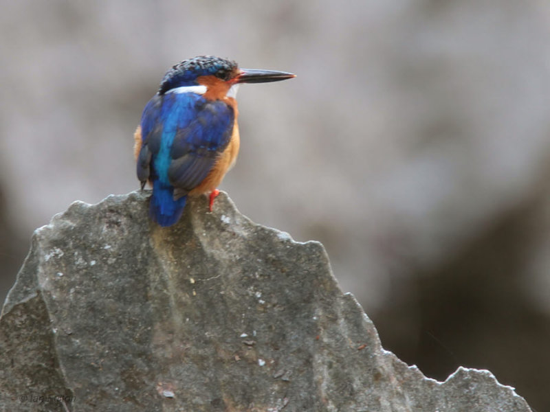 Madagascar Kingfisher, Tsingy de Bemaraha, Madagascar