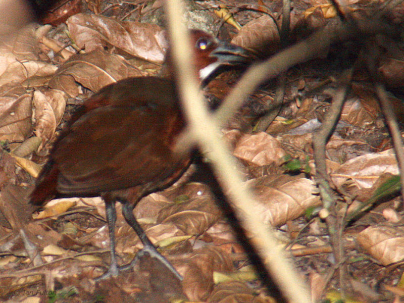 Tsingy Wood Rail, Tsingy de Bemaraha, Madagascar