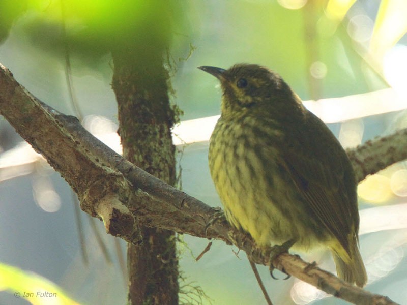 Velvet Asity (female), Ranomafana NP, Madagascar