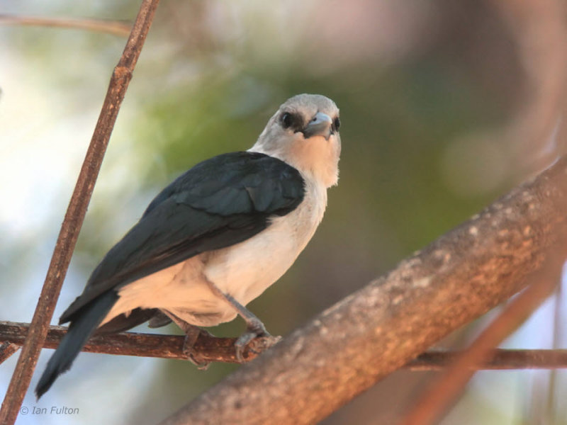 White-headed Vanga, Ankarafantsika NP, Madagascar