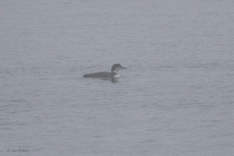 Great Northern Diver, Greenock Esplanade, Clyde