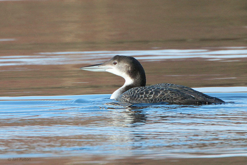Great Northern Diver, Milarrochy-Loch Lomond, Clyde