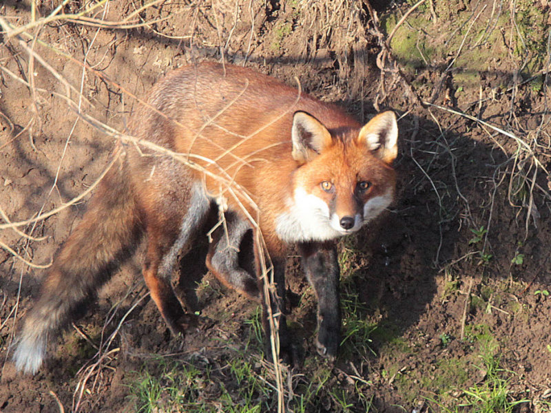 Fox, Barons Haugh RSPB, Clyde