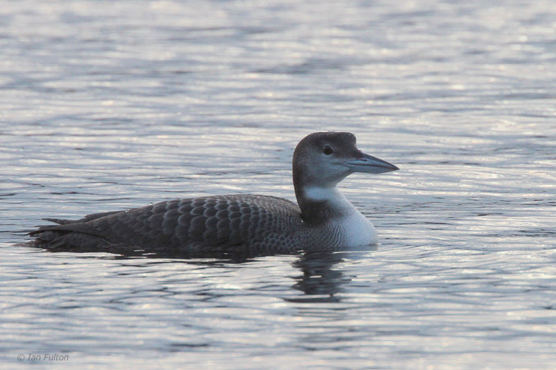 Great Northern Diver, Sallochy-Loch Lomond, Clyde