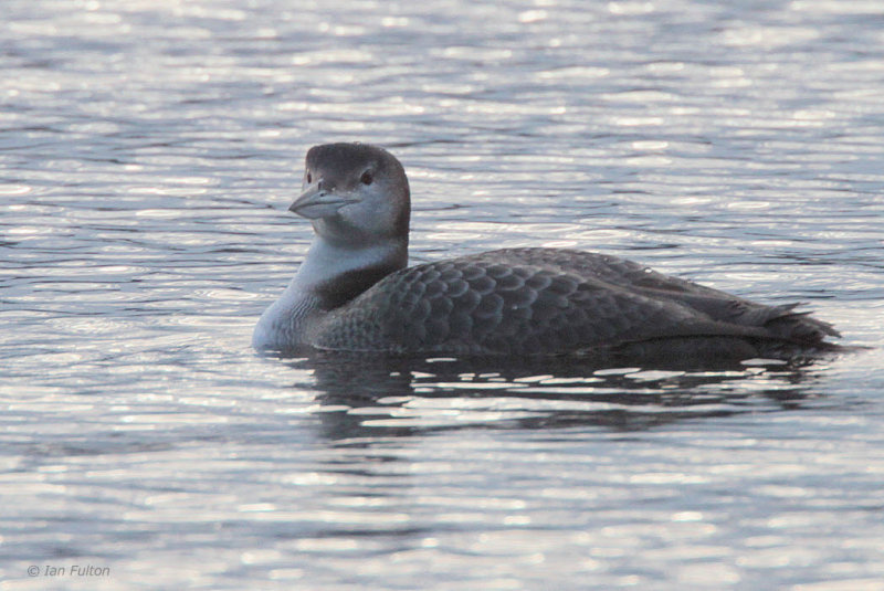 Great Northern Diver, Sallochy-Loch Lomond, Clyde