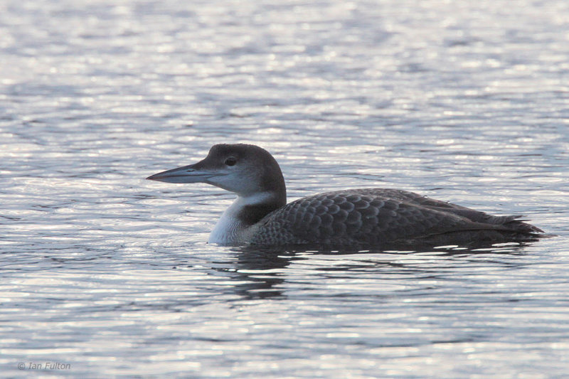 Great Northern Diver, Sallochy-Loch Lomond, Clyde