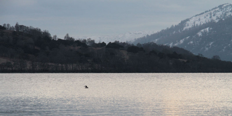 Great Northern Diver, Sallochy-Loch Lomond, Clyde