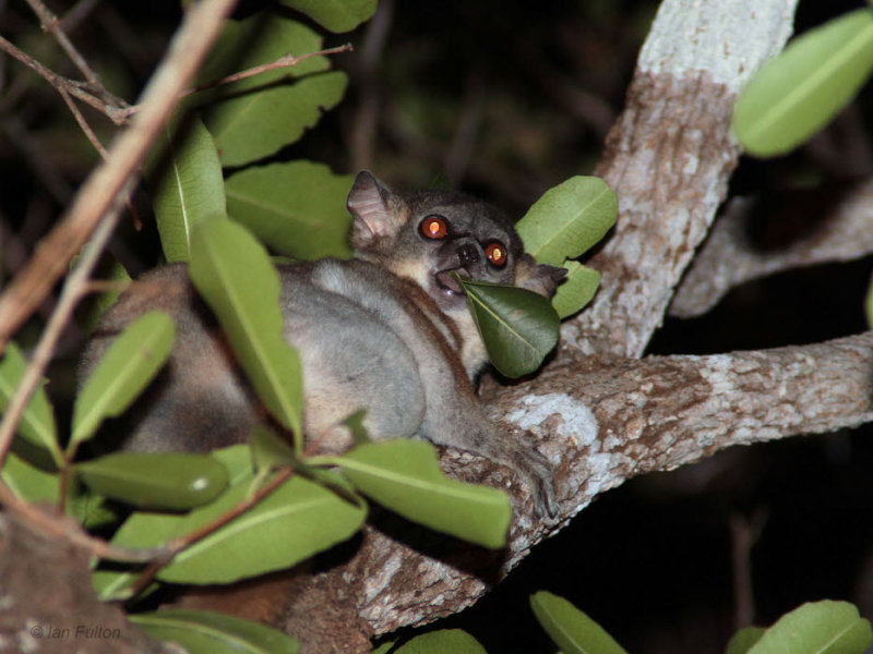 Red-tailed Sportive Lemur, Kirindy NP, Madagascar