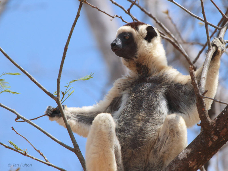 Verreauxs Sifaka, Kirindy NP, Madagascar