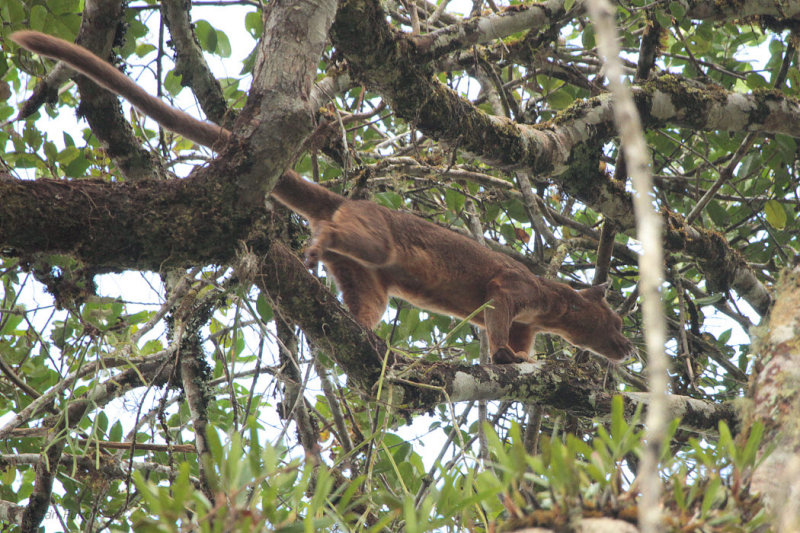 Fosa, Mantadia NP, Madagascar