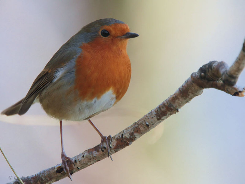 Robin, Sallochy Bay-Loch Lomond, Clyde