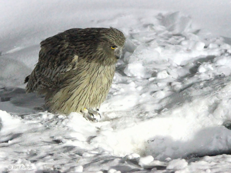 Blakistons Fish Owl, Minshuku Washi-no-yado, Rausu, Hokkaido, Japan