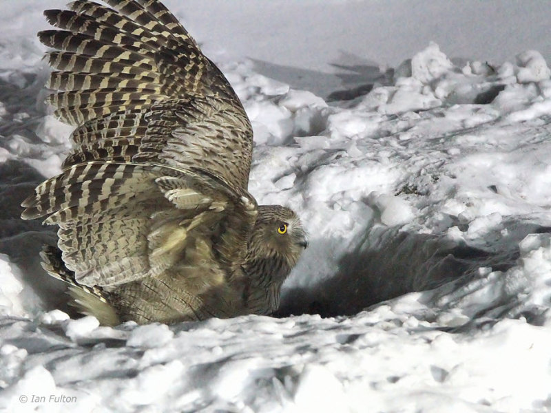 Blakistons Fish Owl, Minshuku Washi-no-yado, Rausu, Hokkaido, Japan