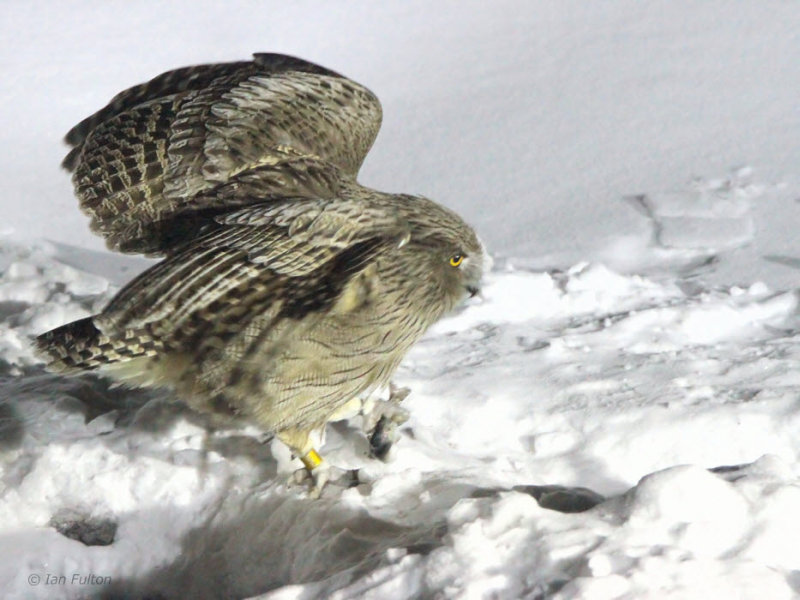 Blakistons Fish Owl, Minshuku Washi-no-yado, Rausu, Hokkaido, Japan