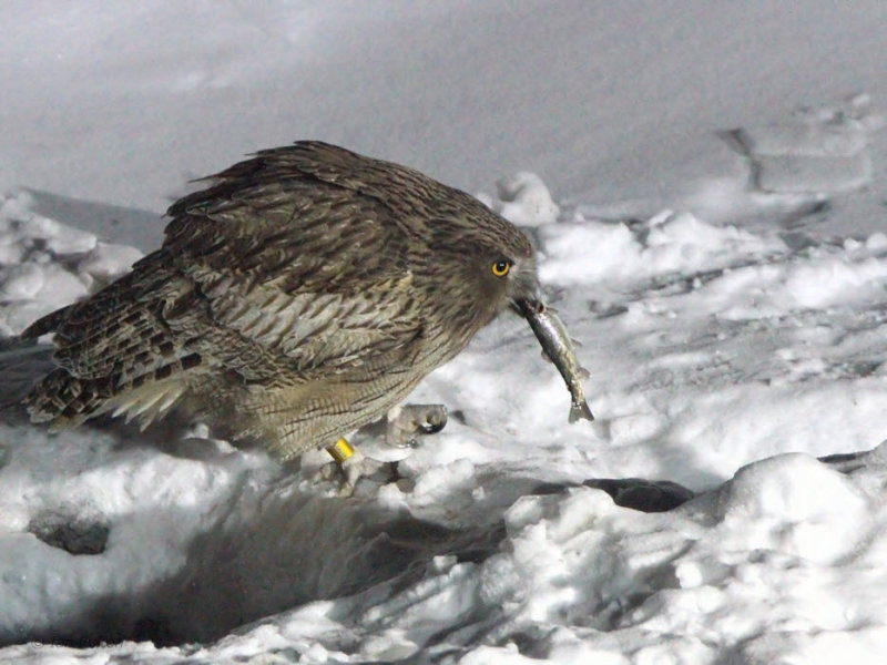 Blakistons Fish Owl, Minshuku Washi-no-yado, Rausu, Hokkaido, Japan