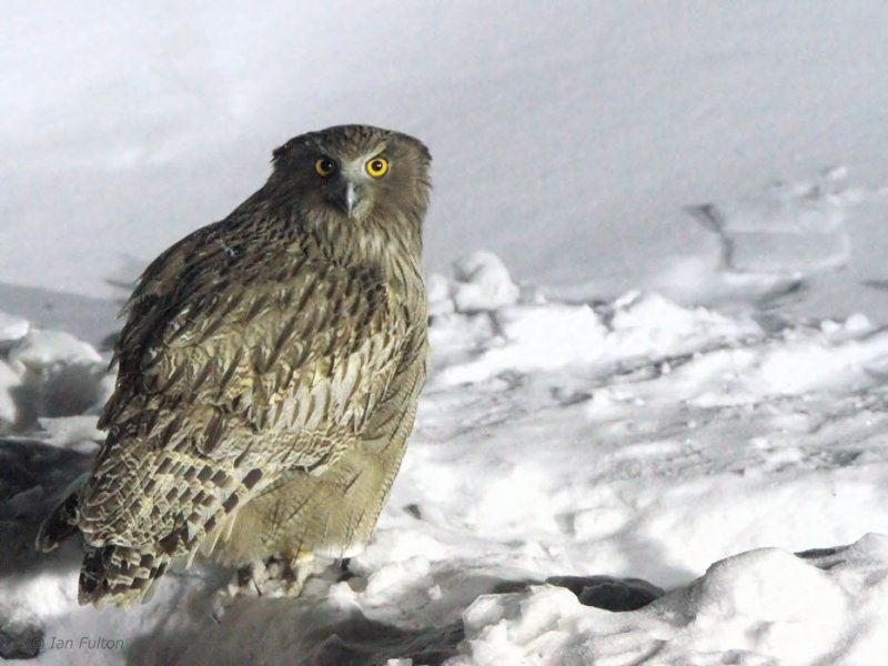 Blakistons Fish Owl, Minshuku Washi-no-yado, Rausu, Hokkaido, Japan