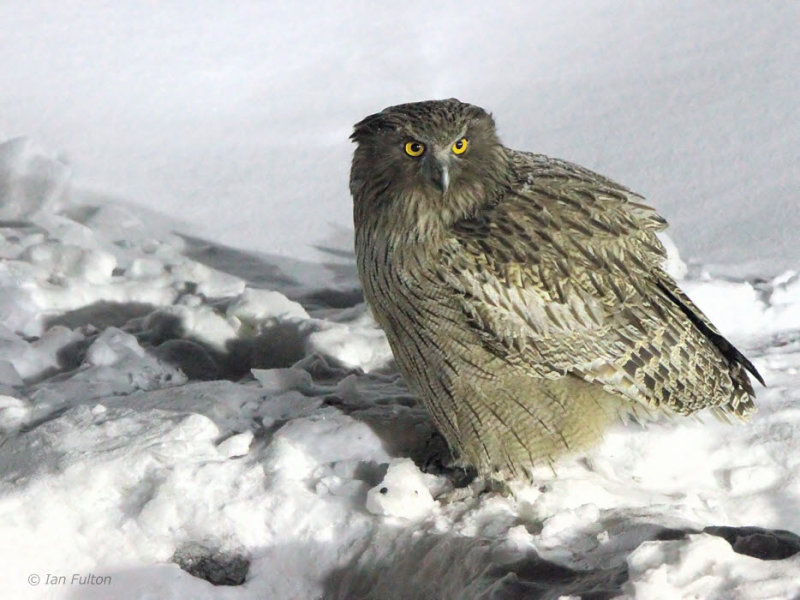Blakistons Fish Owl, Minshuku Washi-no-yado, Rausu, Hokkaido, Japan