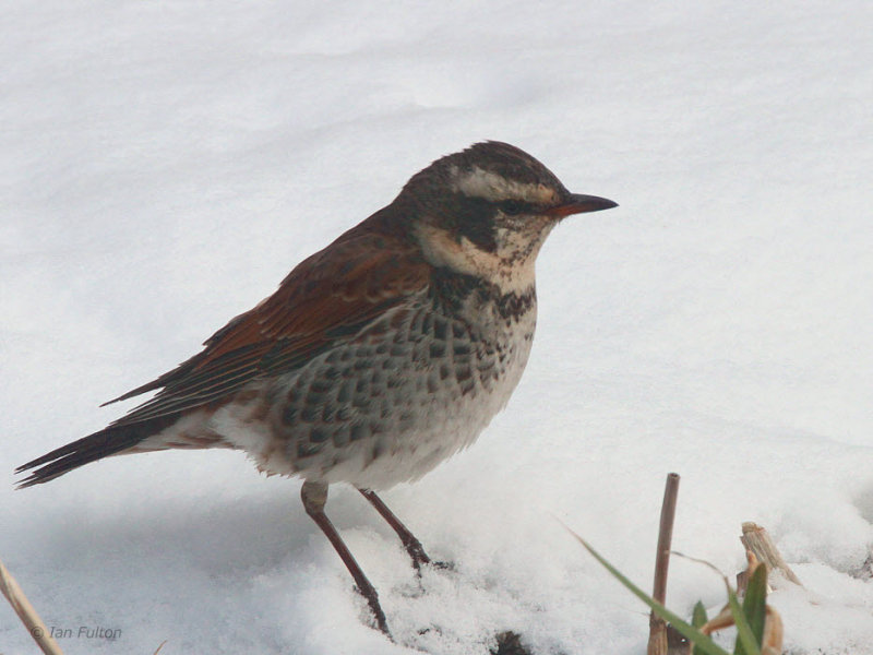 Dusky Thrush, Karuizawa, Honshu, Japan