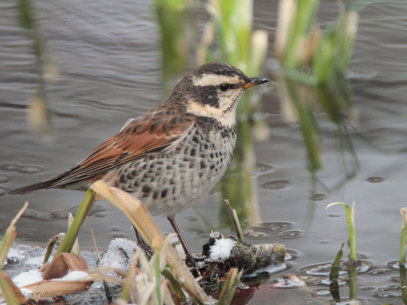 Dusky Thrush, Karuizawa, Honshu, Japan
