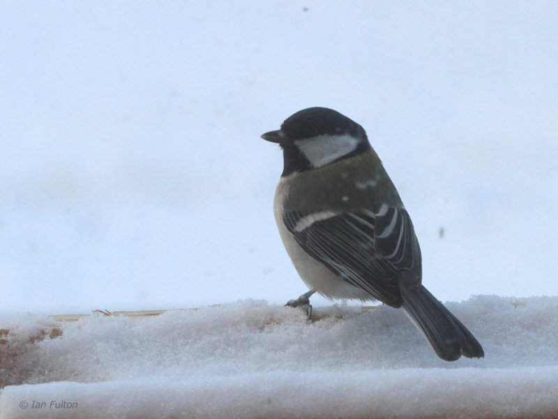 Eastern Great Tit, Lake Furen, Hokkaido, Japan