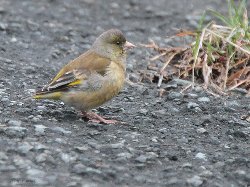 Grey-capped Greenfinch, Yatsushiro Estuary, Kyushu, Japan