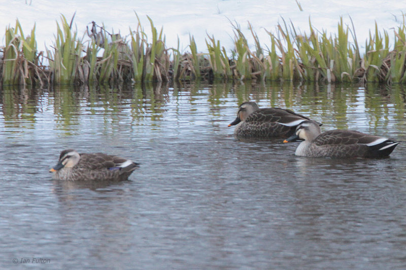 Spot-billed Duck, Karuizawa, Honshu, Japan