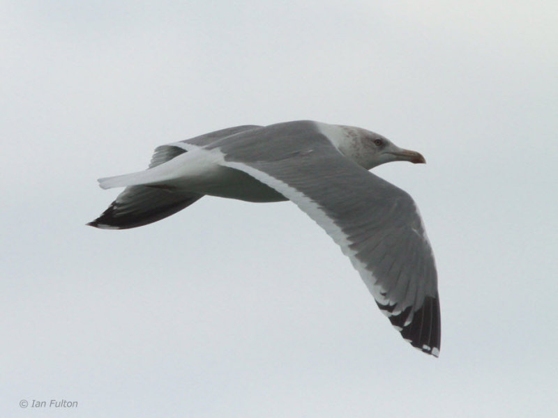 Vega Gull, Yatshushiro estuary, Kyushu, Japan
