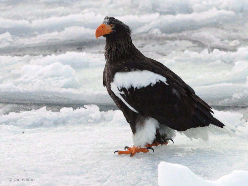 Stellers Sea Eagle, Rausu, Hokkaido, Japan