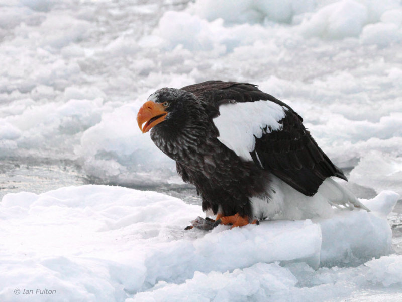 Stellers Sea Eagle, Rausu, Hokkaido, Japan
