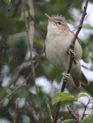 Eastern Olivaceous Warbler, Kilminning, Fife