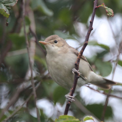 Eastern Olivaceous Warbler, Kilminning, Fife