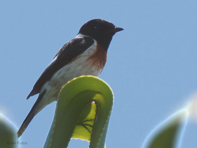 African Stonechat