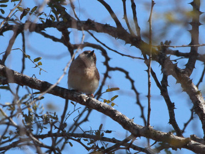 Archibold's Newtonia, Parc Mosa-Ifaty, Madagascar