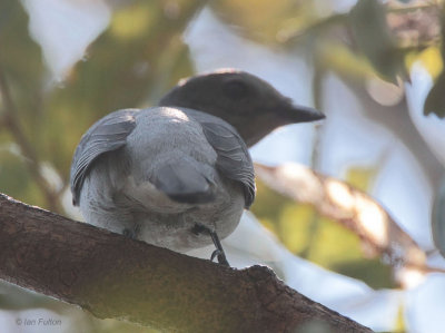 Ashy (or Madagascar) Cuckoo-shrike