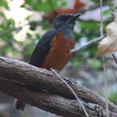 Benson's Rock-Thrush, Tsingy de Bemaraha, Madagascar