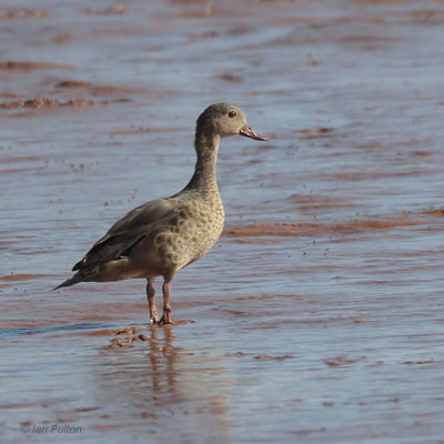 Berniers Teal, Betsiboka Estuary, Madagascar